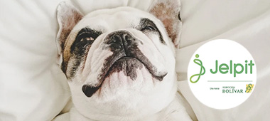 servicios para mascotas servicios para mascotas