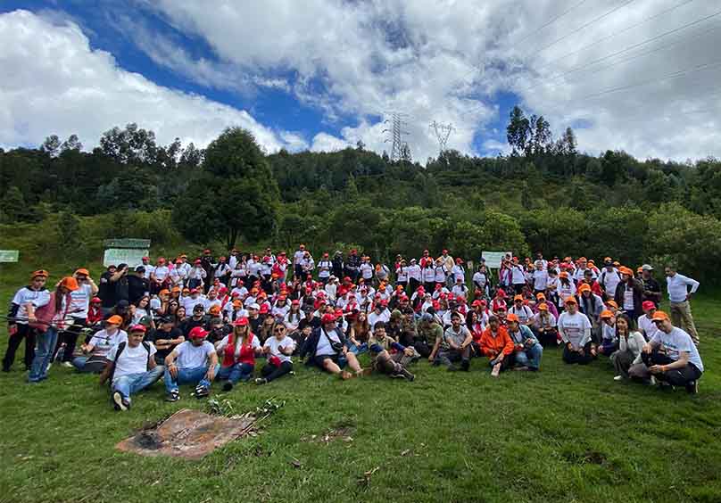 Claro árboles siembra