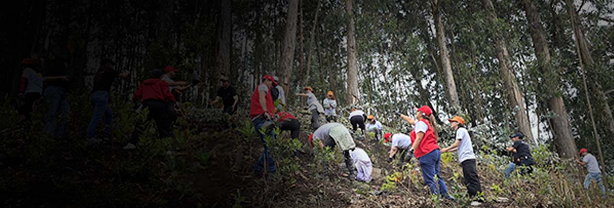 Claro siembra árboles